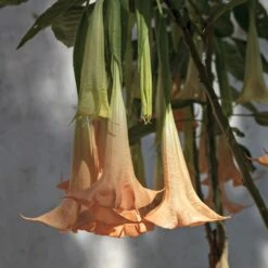 Peach Angel Trumpet -Arbor Day Foundation Store Angel Trumpet Vine 1 FGT