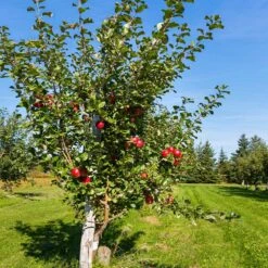 Anna Apple Tree -Arbor Day Foundation Store Anna Apple 5 18fd1efa 6104 495b b124 94041e7fae48
