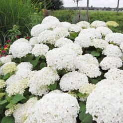 Annabelle Hydrangea Shrub -Arbor Day Foundation Store Annabelle Hydrangea 1 FGT