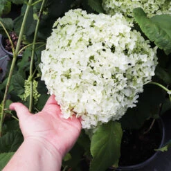 Annabelle Hydrangea Shrub -Arbor Day Foundation Store Annabelle Hydrangea 3