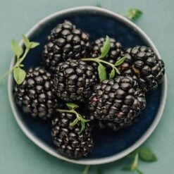 Apache Blackberry - USDA Organic -Arbor Day Foundation Store Apache Blackberry 450 D2 0178c099 4324 413f a424 048cda519a64