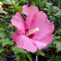 Aphrodite Rose Of Sharon Althea Shrub 8 Aphrodite Rose Of Sharon Althea Shrub -Arbor Day Foundation Store Aphrodite Rose of Sharon 1