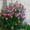 Aphrodite Rose Of Sharon Althea Shrub -Arbor Day Foundation Store Aphrodite Rose of Sharon 600x600 557a84dc aec1 46e4 b6c9 ac3b30a0d8c7