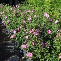 Aphrodite Rose Of Sharon Althea Shrub 9 Aphrodite Rose Of Sharon Althea Shrub -Arbor Day Foundation Store Aphrodite Rose of Sharon 6 FGT