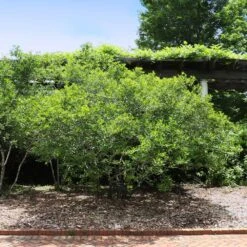 Apollo Winterberry Holly Shrub -Arbor Day Foundation Store Apollo WInterberry 2