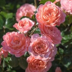 Apricot Drift® Rose -Arbor Day Foundation Store Apricot Drift Rose 2