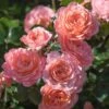 Apricot Drift® Rose -Arbor Day Foundation Store Apricot Drift Rose 600x600 b21d2c85 ec69 480e 8ebc bc87daa7cd1c