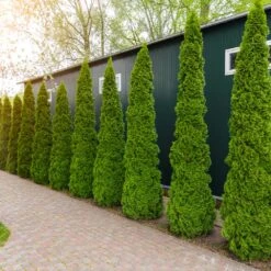 Degroot's Spire Thuja Arborvitae Tree 11 Degroot's Spire Thuja Arborvitae Tree -Arbor Day Foundation Store Arborvitae degroots Spire 6 FGT
