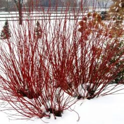 Arctic Fire® Red Twig Dogwood 11 Arctic Fire® Red Twig Dogwood -Arbor Day Foundation Store Arctic Fire Twig Dogwood 5 FGT