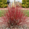 Arctic Fire® Red Twig Dogwood -Arbor Day Foundation Store Arctic Fire Twig Dogwood FGT 600x600 b778e302 da34 46ed 927d 499b6bb85276