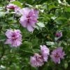 Ardens Rose Of Sharon Althea Shrub -Arbor Day Foundation Store Ardens Rose of Sharon FGT 600x600 457c9491 47ef 4aa0 8317 eab1882be387