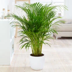 Boho House Plant Kit -Arbor Day Foundation Store Areca Palm 4 FGT fcbe875e 49cd 4b51 b093 6501553ebaf3
