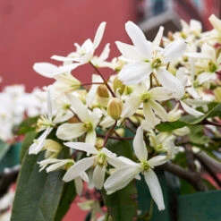 Armandii Snowdrift Clematis -Arbor Day Foundation Store Armondii Clematis 3 FGT