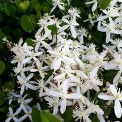 Armandii Snowdrift Clematis -Arbor Day Foundation Store Armondii Clematis 4