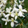Armandii Snowdrift Clematis -Arbor Day Foundation Store Armondii Clematis FGT 600x600 c5009805 b21d 4f1c 9ab4 739096810d61