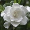 August Beauty Gardenia Shrub -Arbor Day Foundation Store August Beauty Gardenia 2 FGT