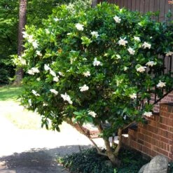 August Beauty Gardenia Shrub -Arbor Day Foundation Store August Beauty Gardenia 3 FGT