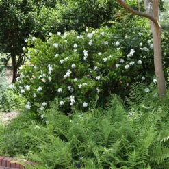 August Beauty Gardenia Shrub -Arbor Day Foundation Store August Beauty Gardenia 4 FGT