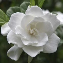 August Beauty Gardenia Shrub -Arbor Day Foundation Store August Beauty Gardenia FGT 600x600 bef31f7d 4b59 484e a528 14d16f570e49