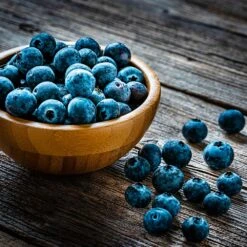 Aurora Blueberry Bush -Arbor Day Foundation Store Aurora Blueberry 4