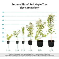 Autumn Blaze® Red Maple Tree -Arbor Day Foundation Store Autumn Blaze Red Maple Size Comparison ugc test