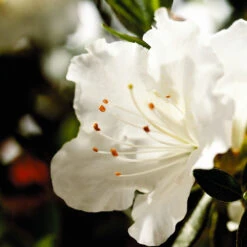 Autumn Angel® Encore® Azalea 9 Autumn Angel® Encore® Azalea -Arbor Day Foundation Store Autumn Angel Encore 1