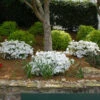 Autumn Angel® Encore® Azalea -Arbor Day Foundation Store Autumn Angel Encore FGT 600x600 5956f948 7e6e 4195 8b64 05c831cb9763