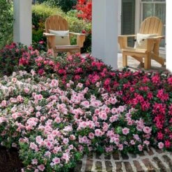 Arbor Day Foundation Store -Arbor Day Foundation Store Autumn Belle Encore Azalea FGT 2