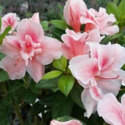 Autumn Belle® Encore® Azalea Shrub -Arbor Day Foundation Store Autumn Belle Encore Azalea FGT 3