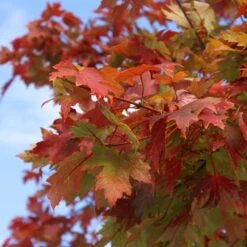 Autumn Blaze® Red Maple Tree -Arbor Day Foundation Store Autumn Blaze Maple 1 FGT 02e73945 a16c 4061 b9a0 6b4cb44f5bb6