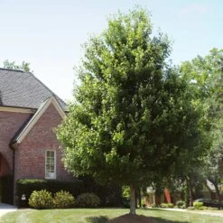 Autumn Blaze® Red Maple Tree -Arbor Day Foundation Store Autumn Blaze Maple 2 FGT