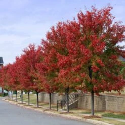 Autumn Blaze® Red Maple Tree -Arbor Day Foundation Store Autumn Blaze Maple 3 FGT