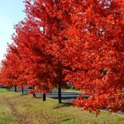 Autumn Blaze® Red Maple Tree -Arbor Day Foundation Store Autumn Blaze Maple FGT