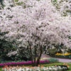 Autumn Cherry Tree -Arbor Day Foundation Store Autumn Cherry FGT 600x600 0a00e24a 5b3d 4b30 baff 43950c877f56
