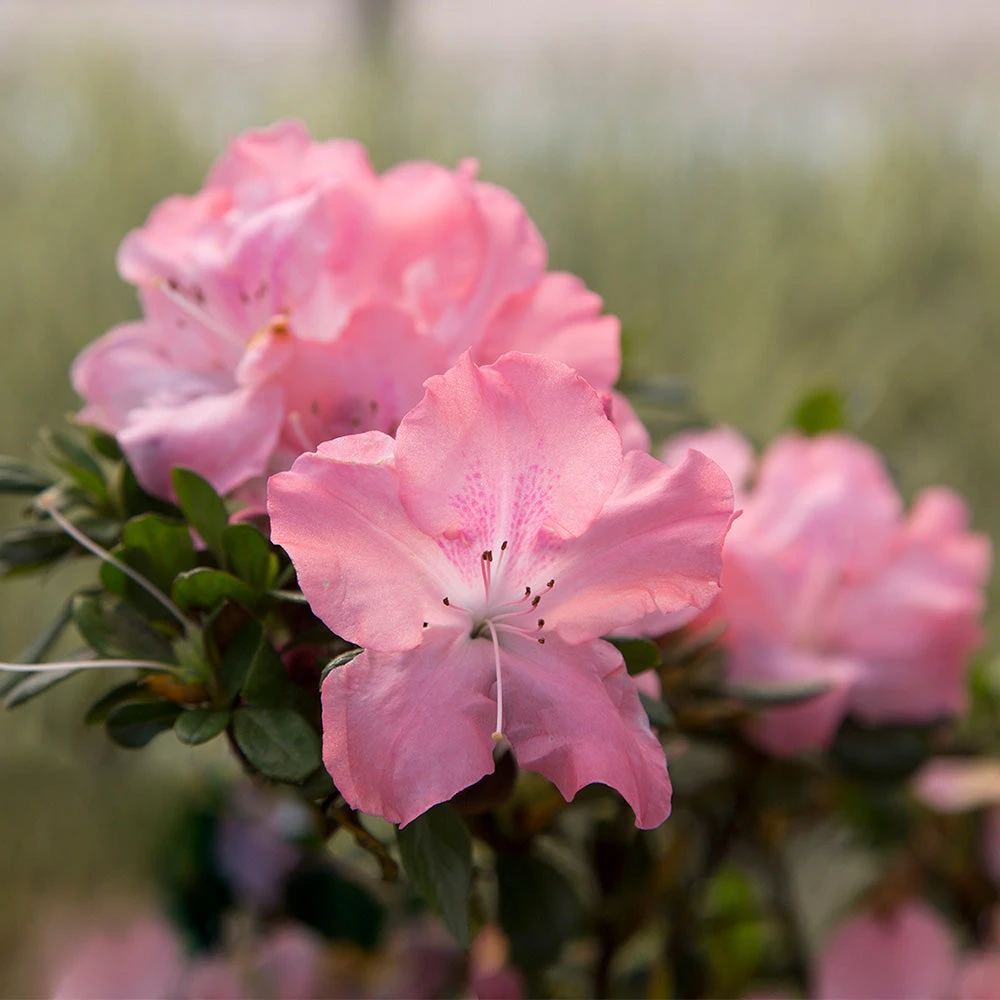 Autumn Debutante® Encore® Azalea 4 Autumn Debutante® Encore® Azalea - Image 2