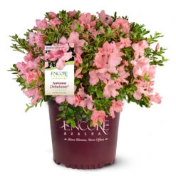 Autumn Debutante® Encore® Azalea 12 Autumn Debutante® Encore® Azalea -Arbor Day Foundation Store Autumn Debutante Encore 4