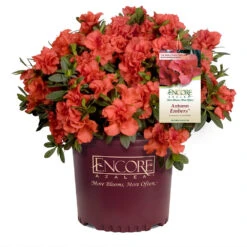 Autumn Embers® Encore® Azalea -Arbor Day Foundation Store Autumn Embers Azalea 1