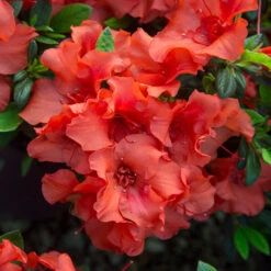 Autumn Embers® Encore® Azalea -Arbor Day Foundation Store Autumn Embers Azalea 5