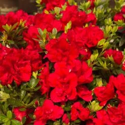 Autumn Bonfire® Encore® Azalea 8 Autumn Bonfire® Encore® Azalea -Arbor Day Foundation Store Autumn Encore Bonfire Azaleas 1