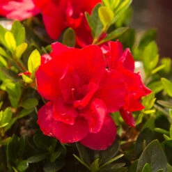 Autumn Bonfire® Encore® Azalea 9 Autumn Bonfire® Encore® Azalea -Arbor Day Foundation Store Autumn Encore Bonfire Azaleas 3