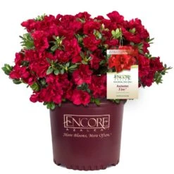 Autumn Fire® Encore® Azalea Shrub 12 Autumn Fire® Encore® Azalea Shrub -Arbor Day Foundation Store Autumn Fire Encore Azalea 1