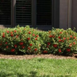 Autumn Fire® Encore® Azalea Shrub 11 Autumn Fire® Encore® Azalea Shrub -Arbor Day Foundation Store Autumn Fire Encore Azalea 6