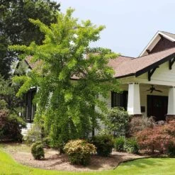 Autumn Gold Ginkgo Tree -Arbor Day Foundation Store Autumn Gold Ginkgo Biloba 1 FGT