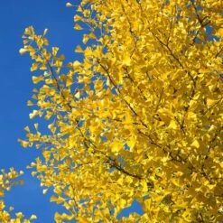 Autumn Gold Ginkgo Tree -Arbor Day Foundation Store Autumn Gold Ginkgo Biloba 4 FGT