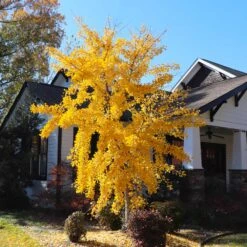 Autumn Gold Ginkgo Tree -Arbor Day Foundation Store Autumn Gold Ginkgo Biloba 8