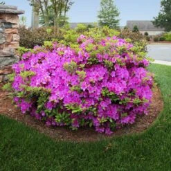 Arbor Day Foundation Store -Arbor Day Foundation Store Autumn Royalty Encore Azalea 1 FGT