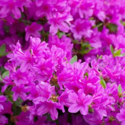 Autumn Royalty® Encore® Azalea -Arbor Day Foundation Store Autumn Royalty Encore Azalea 3 FGT