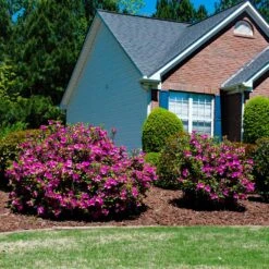 Autumn Royalty® Encore® Azalea -Arbor Day Foundation Store Autumn Royalty Encore Azalea 5
