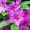Karen Azalea Shrub -Arbor Day Foundation Store Azalea Karen 600x600 16fd83c9 80cf 4b82 a94a 582426947272