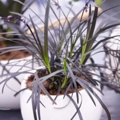 Black Mondo Grass -Arbor Day Foundation Store BLack Mondo Grass 4 FGT